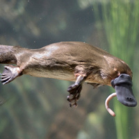 Researchers Worried About The Survival Of The Platypus