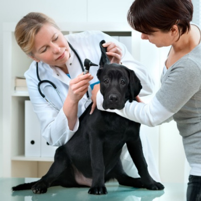 Open House With Stephen Odoherty