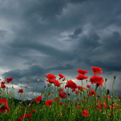 Open House With Stephen Odoherty