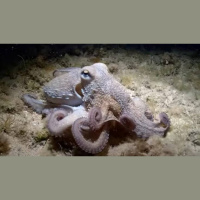 El pigmento del camuflaje: cómo fabricar la xantommatina del pulpo