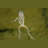 The step-by-step evolution of vertebrate blood coagulation