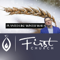 Planted Like Winter Wheat