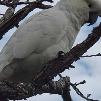 The Social Life of cockatoos and breaking the social isolation of Parents of disability children
