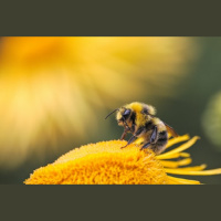 Consider the Bees....humans need to help each other up when we fall down