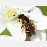 Melina, la abeja estresada de Chile: Las torres lo mismo te electrocutan a un águila imperial, que te aturde a los polinizadores