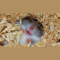 ¿Cómo afecta a nuestros animales el adelanto de las altas temperaturas?