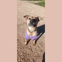 Luna, una perrita mestiza de Alcalá de Henares que busca una familia 