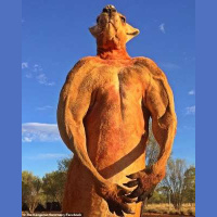 Wallace, el canguro gris australiano: Estamos obligados a ir siempre para adelante como los de Alicante