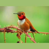 Centavo, el colibrí rufo de Alaska: El día que los pájaros nos vayamos extinguiendo, lo pagaréis en un futuro distópico, rollo Blade Runner