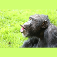 Cornelius, el chimpancé idiota de Gombe: Quizás la Tierra debería de llamarse el planeta de los simios con ropa