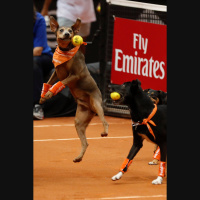 ¿Es malo que mi perro sea adicto a su pelota?