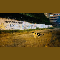 Una congregación religiosa impide alimentar a los gatos ubicados en una parcela del Ayuntamiento de Madrid