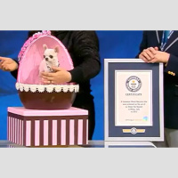 Pearl, la perra mas pequeña del mundo: Los que quieran animales cada vez más pequeños, que se corten las piernas y anden con las nalgas