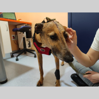 Una galga aparece tirada en un contenedor con las patas atadas y el cráneo perforado en Bollullos