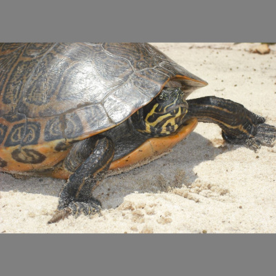 Como El Perro Y El Gato