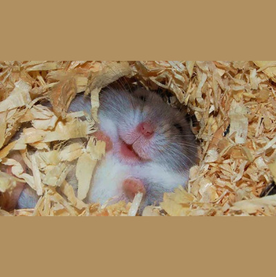 Como El Perro Y El Gato