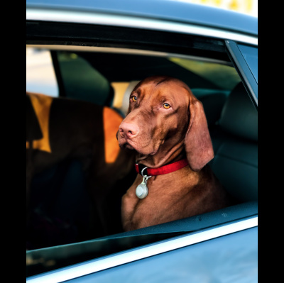 Como El Perro Y El Gato