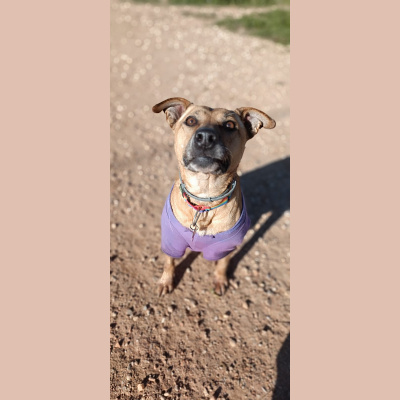 Como El Perro Y El Gato