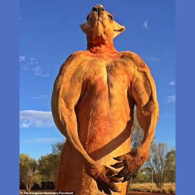 Como El Perro Y El Gato