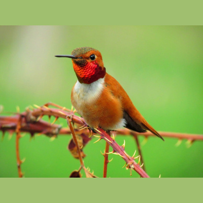 Como El Perro Y El Gato