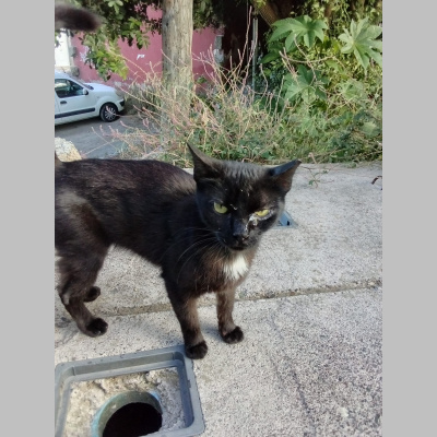 Como El Perro Y El Gato