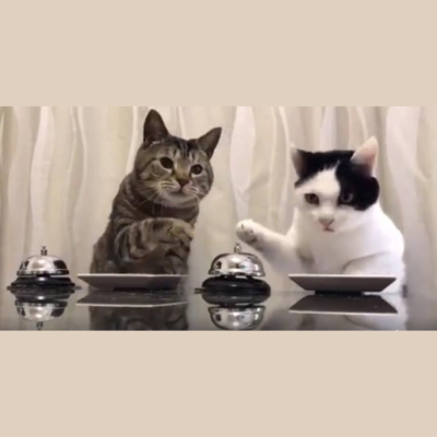 Como El Perro Y El Gato