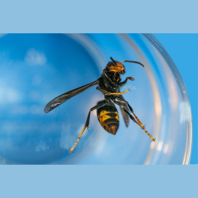 Como El Perro Y El Gato