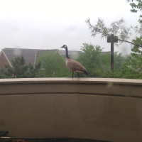 Sports Sunday Hour 3: Time for the Royals to start selling? 4/30/17