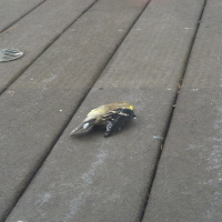 Sports Sunday: On-air bird death, crashing the cruiser, and KU football