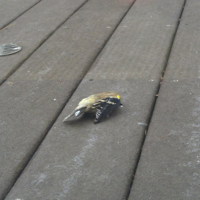 Additional Programming