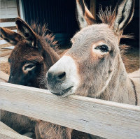 Precisamos escutar mais a voz do nosso coração