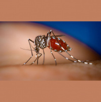 56 - Analítica en los Recursos Humanos, Microsoft y la Malaria, y Vine para Windows 10