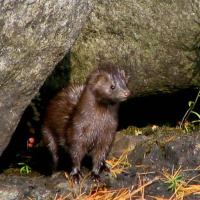 A local mink farm is the latest target of activists