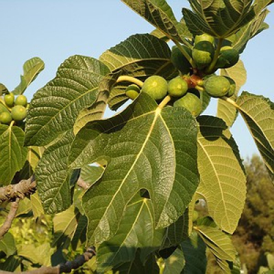 Conversa De Pai: Livros Para Nossas Crianças - Ilan Brenman