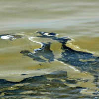 Sukellus Itämereen 2: Miksi Itämeri kukkii?