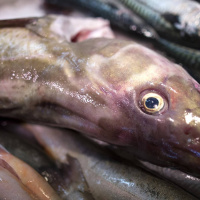 Sukellus Itämereen 4: Turskan tarina ja muita kalajuttuja