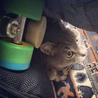 Freaky Flamingo Finds