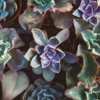 Freedom + Ease: Episode 3