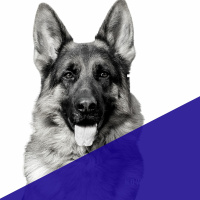 The Art Of Training Your Dog