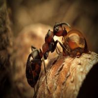 Episodio #23: Animales Fascinantes - Las Hormigas