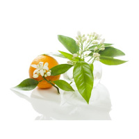 How To Nourishish My Physical Emotional Mental  Spiritual Self