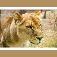 Am I Hunting Down What I Want or Am I Attracting it?