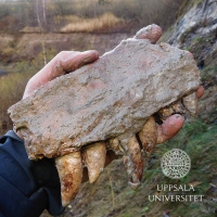 #101 Dinosauriernas väg mot herravälde