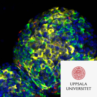 Forskarpodden Jonas Och Niklas Klampar In I Forskarvärlden