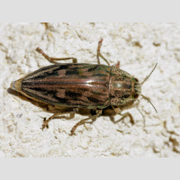 Metallic wood-boring beetles