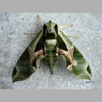 Pandorus sphinx moth