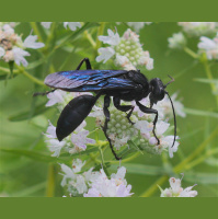 Great black wasps