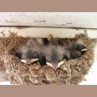 Barn swallows