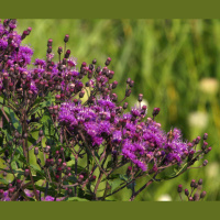 Ironweed