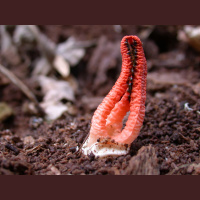 Stinky squid stinkhorn mushrooms